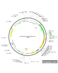 pCMV-EGFP-Tbxa2r(mouse)-Neo