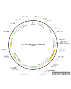 pLV3-CMV-ELANE(human)-3×FLAG-Puro