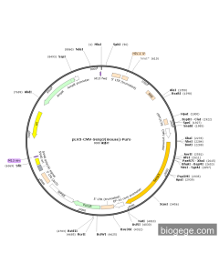 pLV3-CMV-Senp3(mouse)-Puro
