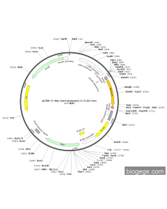 pCMV-3×Myc-Sar1a(mouse)-3×FLAG-Neo