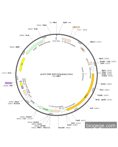 pLV3-CMV-KIFC1(human)-Puro