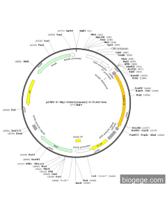 pCMV-3×Myc-Ccbe1(mouse)-3×FLAG-Neo