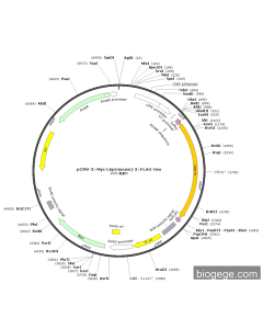 pCMV-3×Myc-Lbp(mouse)-3×FLAG-Neo