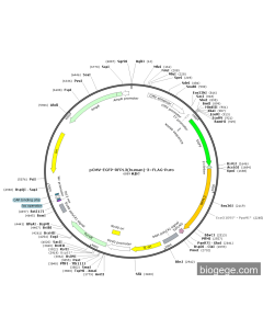 pCMV-EGFP-RFPL3(human)-3×FLAG-Puro