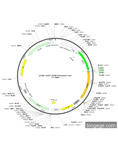 pCMV-EGFP-AIMP1(human)-Neo