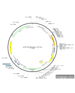 pCMV-Ube2i(mouse)-6×His-Neo