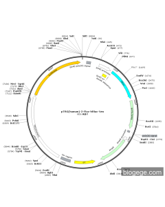 pTRG(human)-2-Fluc-hRluc-Neo