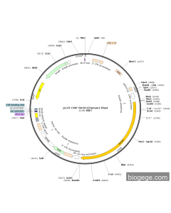 pLV3-CMV-SKOR1(human)-Blast