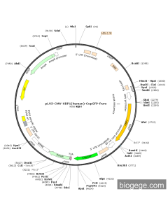 pLV3-CMV-XBP1(human)-CopGFP-Puro