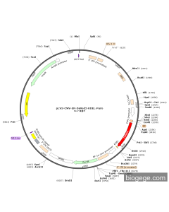 pLV3-CMV-ER-DsRed2-KDEL-Puro
