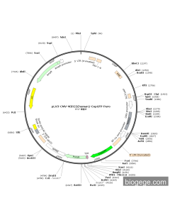 pLV3-CMV-MIR22(human)-CopGFP-Puro