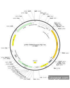 pCMV-TGFBR1(human)-Myc-Neo