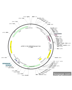pCMV-6×His-SUMO2(human)-Neo