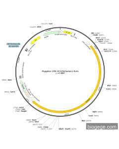 PiggyBac-CMV-SCN2A(human)-Puro