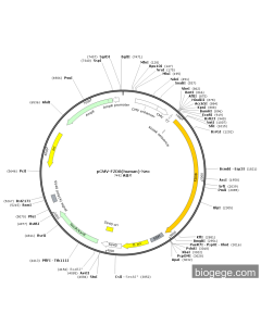 pCMV-FZD8(human)-Neo