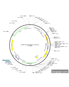 pCMV-CD274(human)-6×His-Neo