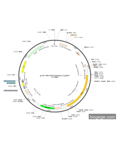 pLV3-CMV-RPN1(human)-CopGFP