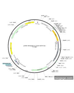 pCMV-GPX4(pig)-3×FLAG-3UTR-Neo