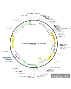 pCMV-RNASE9(human)-2-3×FLAG-Neo