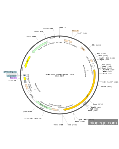 pLV3-CMV-CDH1(human)-Neo