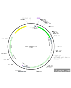 pUC19-mNeoGreen-Hyg