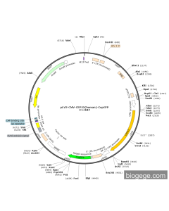 pLV3-CMV-CEP55(human)-CopGFP