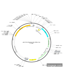pSLC7A11(human)-Fluc-hRluc-Neo