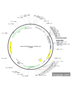 pCMV-HOOK3(human)-circRNA-Neo