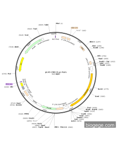 pLV3-CMV-FLuc-Puro