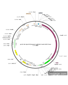 pLV3-U6-Gpr107(mouse)-sgRNA3-Cas9-EGFP-Puro