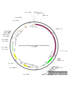 pLV3-U6-Gpr146(mouse)-sgRNA2-Cas9-EGFP-Puro