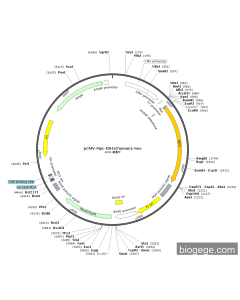 pCMV-Myc-IDH1(human)-Neo