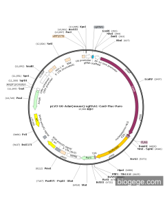pLV3-U6-Adar(mouse)-sgRNA1-Cas9-Fluc-Puro