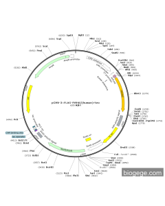pCMV-3×FLAG-YWHAZ(human)-Neo