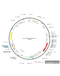 pLV3-CMV-Mito-DsRed2-Neo