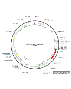 pLV3-CMV-Mem-KillerRed-Neo