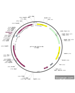 pT7-6×His-TEV-6×His