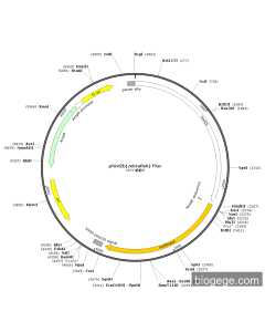 pfoxl2b(zebrafish)-Fluc