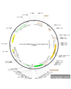 pLV3-CMV-Mthfd2(mouse)-3×FLAG-CopGFP-Puro