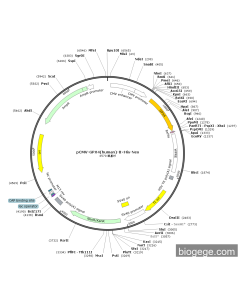 pCMV-GPX4(human)-8×His-Neo
