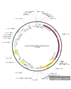 pLV3-U6-MCS-sgRNA-Cas9-Fluc-Puro