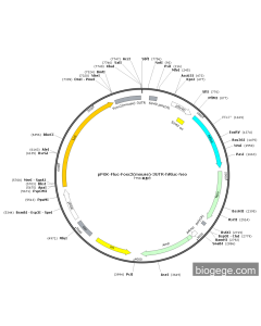 pPGK-Fluc-Foxc2(mouse)-3UTR-hRluc-Neo