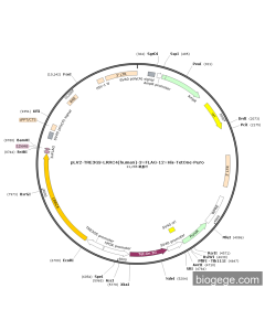 pLV2-TRE3GS-LRRC4(human)-3×FLAG-12×His-TetOne-Puro
