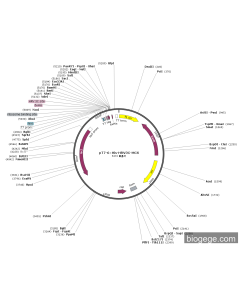 pT7-6×His-HRV3C-MCS