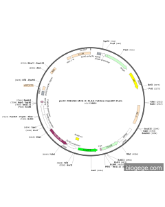 pLV2-TRE3GS-MCS-3×FLAG-TetOne-CopGFP-Puro