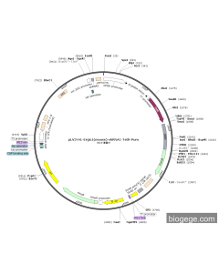 pLV3-H1-Ergic1(mouse)-shRNA1-TetR-Puro