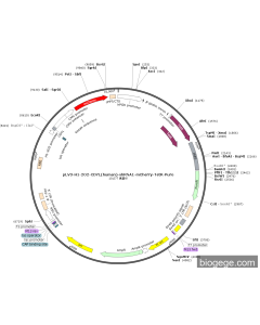 pLV3-H1-2O2-CDYL(human)-shRNA1-mCherry-TetR-Puro