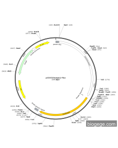 pCDX2(human)-Fluc