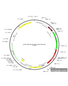 pCMV-Golgi-mNeonGreen-DsRed-Monomer