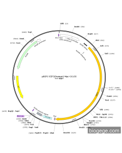 pBIFC-EEF2(human)-Myc-CC155